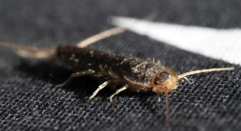 Fontos dologra figyelmeztet, ha ez a rovar megjelenik az otthonodban