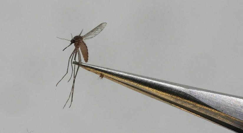 Egy Dengue-lázzal fertőzött 14 éves fiút találtak Hajdú-Bihar vármegyében