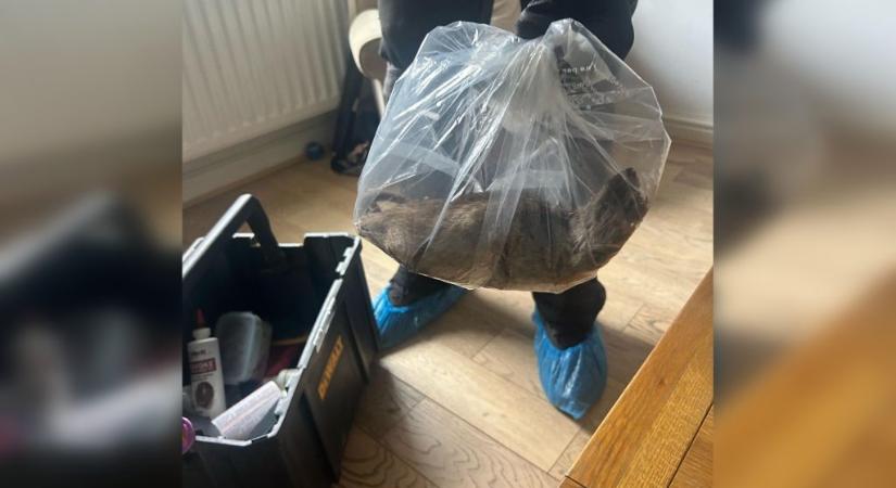 Akkora óriáspatkányt találtak a házában a rágcsálóirtók, mint egy macska