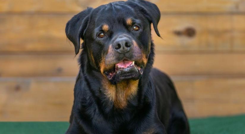 Egyedül hagyta a 9 éves fiát az apa a rottweilerrel: a holtteste vérben úszott