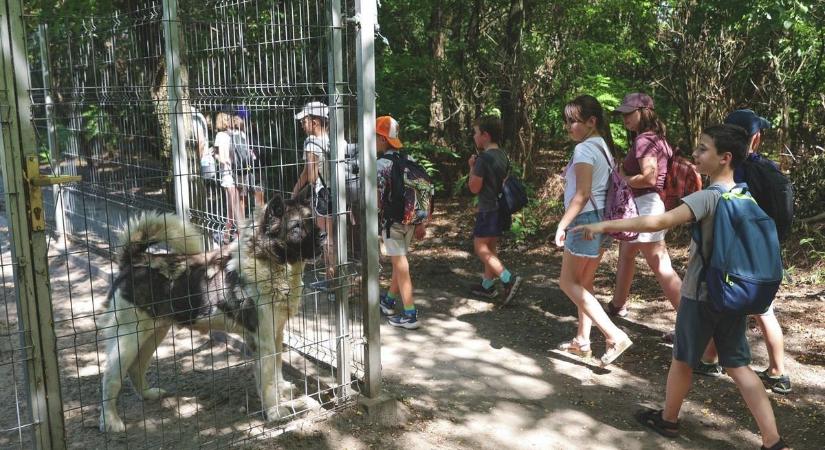 Kritikus helyzetbe került egy állatvédő alapítvány, 250 kutya és cica élete a tét