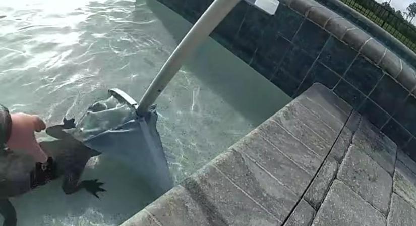 Videón, ahogy egy medencében ejtőző aligátort puszta kézzel hatástalanít egy floridai zsaru