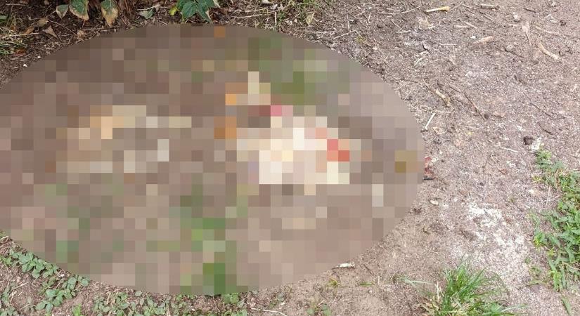 Undorító! Nem hinnéd mit rejtenek a Korányi köz bokrai