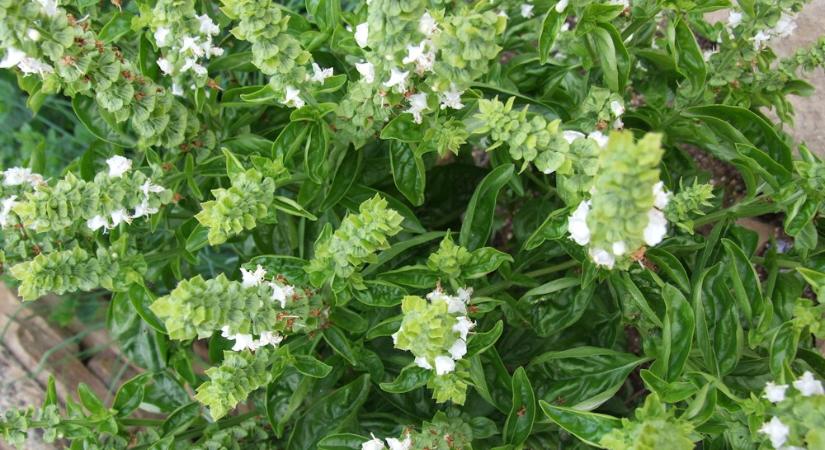 Augusztusi metszéskalendárium – Ezek a növények most hálásak egy frissítésért