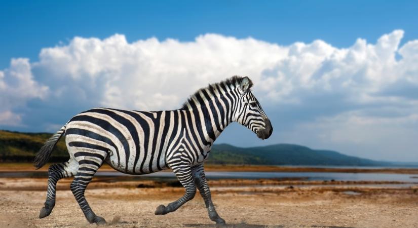 Hivatalosan is megalakult a Zebra Digitális Polgári Kör