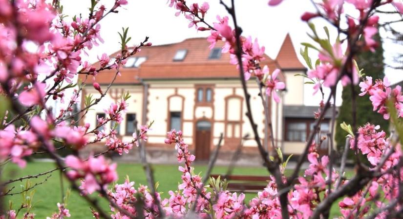 Az őskortól napjainkig: könyvben foglalták össze kis falujuk történetét a szászberekiek