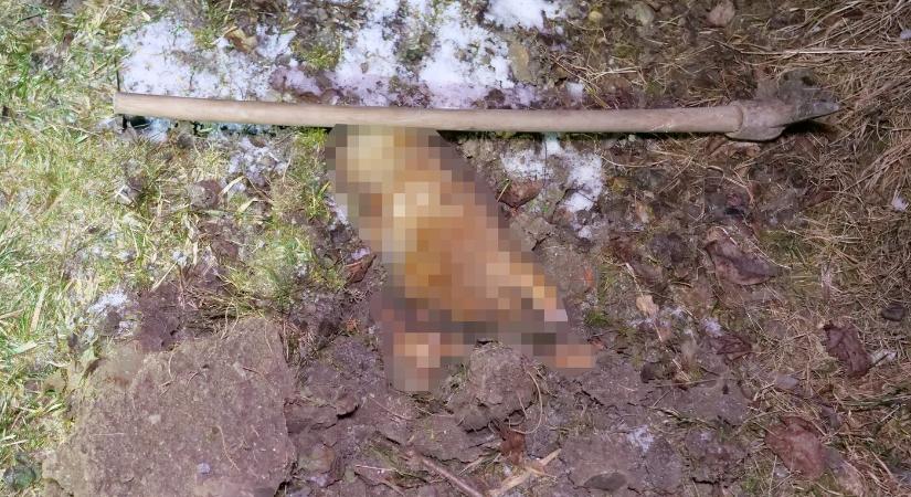 KEGYETLEN: Földhöz vágta, megrugdosta, majd egy kapaütéssel végzett élettársa kutyájával