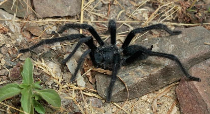 A világ leghosszabb nemi szervű madárpókját fedezték fel