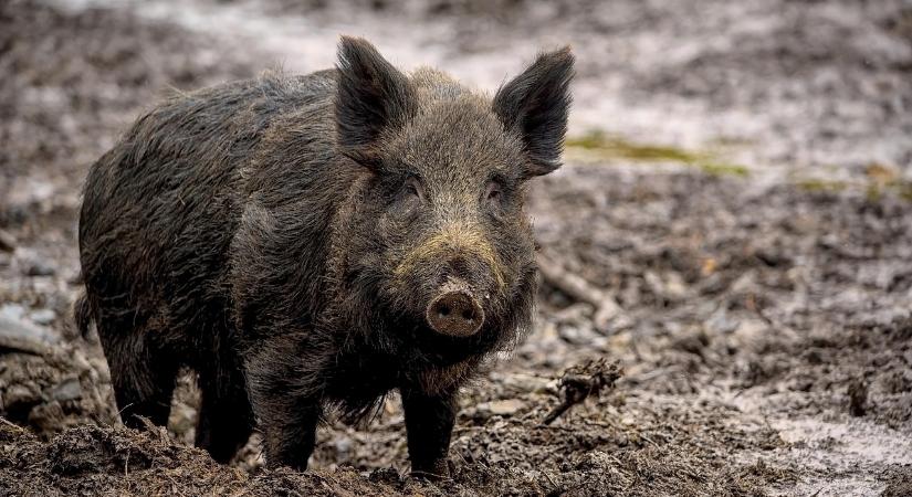 Baranyában fokozott ASP-kockázat van a horvátországi járvány miatt