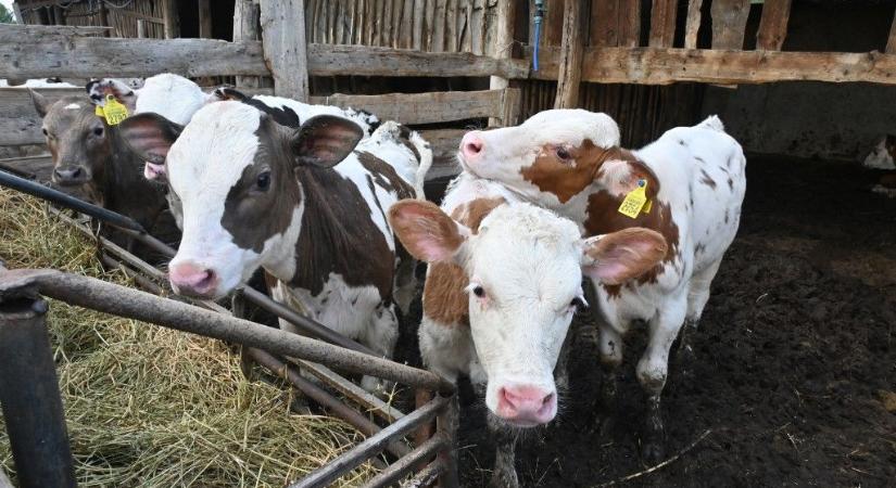 Drasztikusan emelkedtek a húsárak, és a jövőben sem várható csökkenés