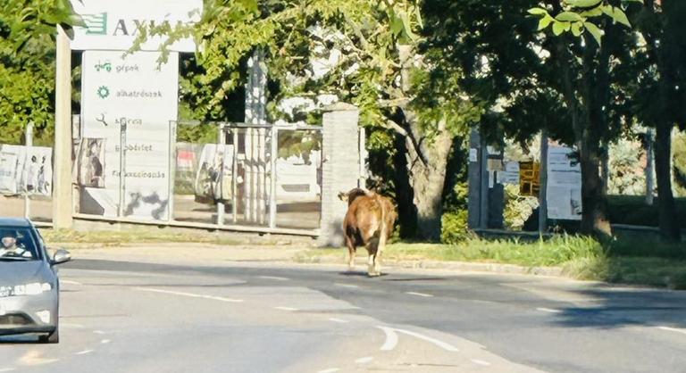 Elszabadult egy bika Székesfehérvár belvárosában