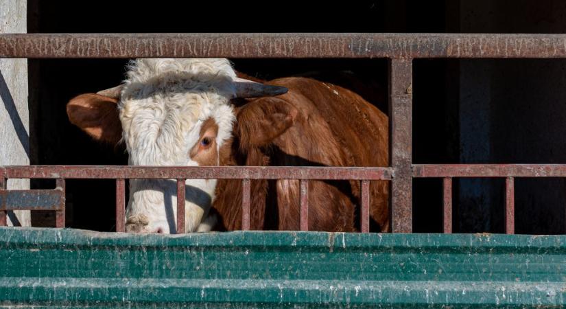 Megszökött egy bika Székesfehérváron, miközben a gazdája tankolt