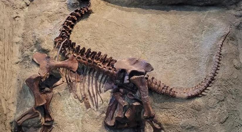 Paradicsomi körülmények között éltek az amerikai dinoszauruszok a jura korban