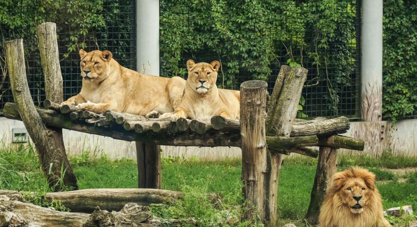 Megunt házi kedvencekkel eteti az állatkert az oroszlánokat és tigriseket