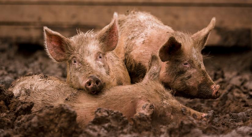 Fokozott sertéspestis-kockázat ebben a dél-dunántúli megyében