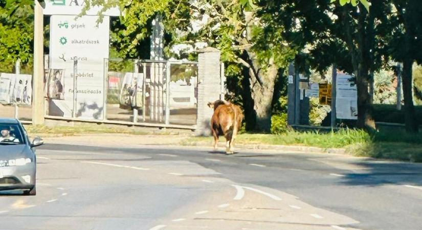 Elszabadult bika kelt riadalmat az egyik dunántúli város utcáin - fotó