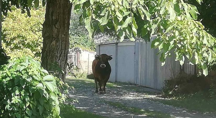 Elfogták a szökött bikát Fehérváron, drónt is bevetett a rendőrség - fotók