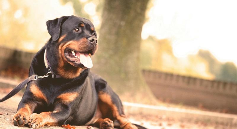 Rottweiler harapott meg egy német gyereket Hunyad megyében