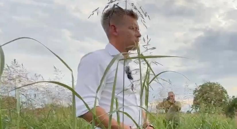Magyarázkodik Magyar Péter, miután napraforgónak nézte a gazt (videók)