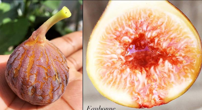 Eaubonne füge – fajtabemutató