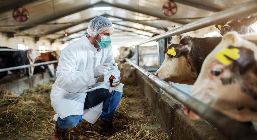 Időzített bomba: veszélyes baktériumok a farmokon