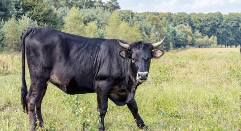 "Láttam, hogy a vendégem elpucol innen" -Elszabadult bika rémítette halálra az embereket Székesfehérváron