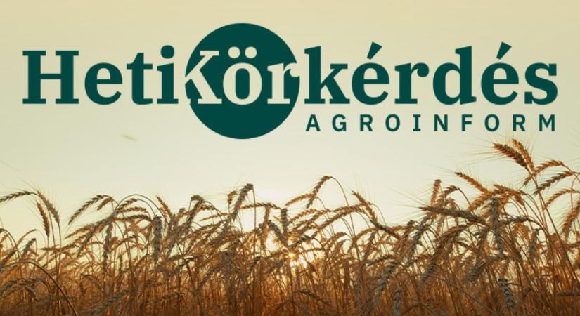 Melyek a nagy hasznot hozó, stabil termőképességű búzák? – Heti Körkérdés