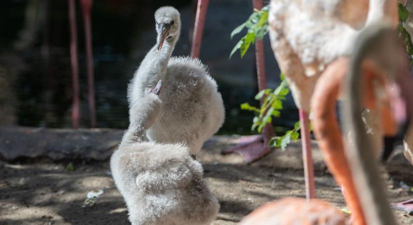 Két csetlő-botló flamingófióka lopja el a látogatók szívét a Veszprémi Állatkertben ( galéria és videó)