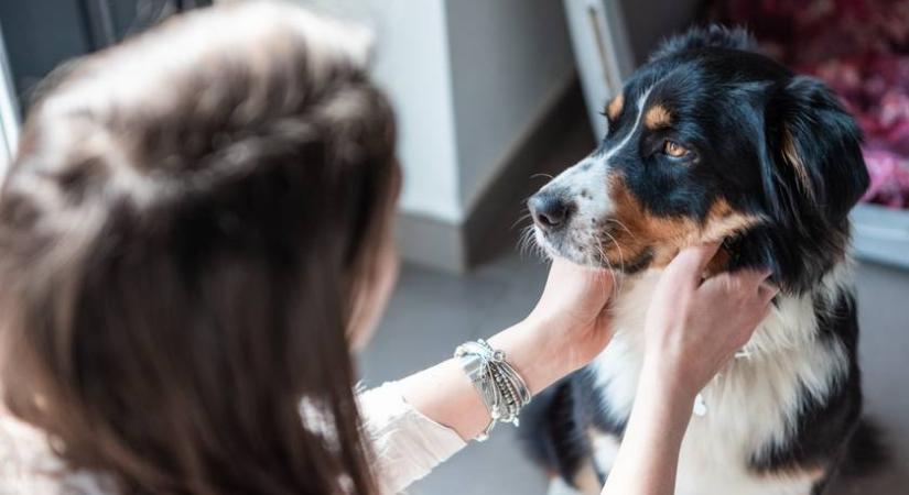 5 embertípus, akinek tilos lenne kutyát tartani a profi tréner szerint - Egyetértesz vele?