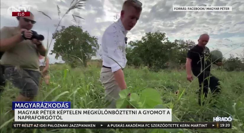 Magyar Péter nem tud megkülönböztetni két növényt egymástól  videó