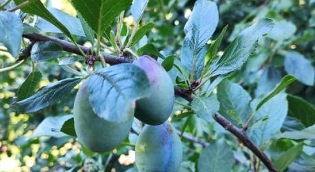 Gyengébb szilvatermés várható idén – az időjárás továbbra is próbára teszi a gyümölcstermesztőket