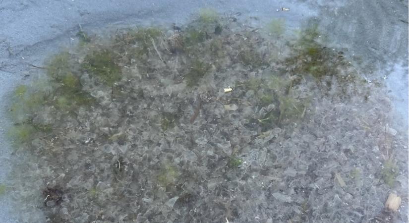 Szokatlan élőlények a Balatonban – fotó és magyarázat a medúza-jelenségre