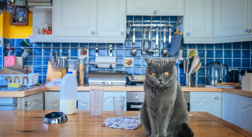 9 emberi élelmiszer, ami halálos lehet a macska számára