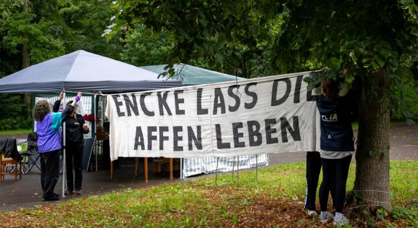 Halálos fenyegetéseket kapott a nürnbergi állatkert igazgatója, miután lelőttek 12 egészséges páviánt