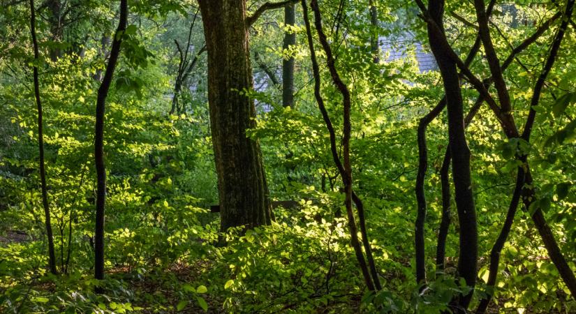 Vészhelyzet a magyar erdőkben: beavatkozást sürget a minisztérium