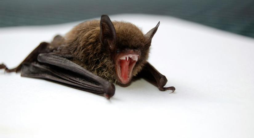 A Tokaj-hegyaljai Batman