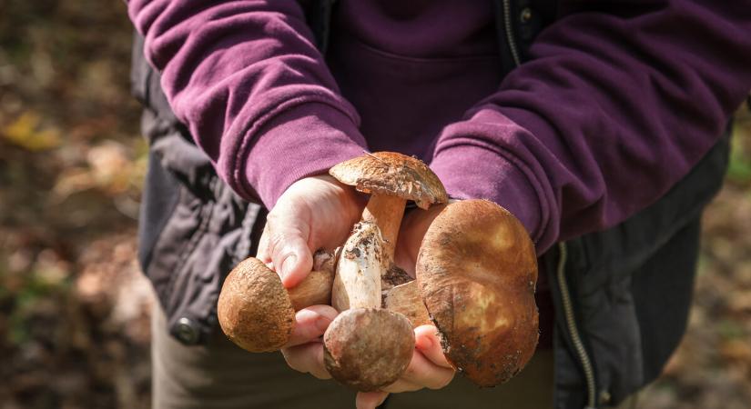 Ez a megtévesztő gomba nő most a hazai erdőkben: ehetőnek tűnik, pedig veszélyes
