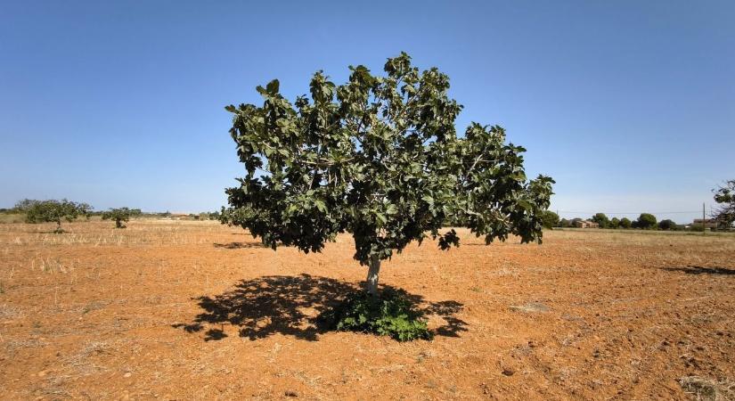 Ne öntözd túl a fügét! – Így lesz édesebb és zamatosabb a gyümölcs