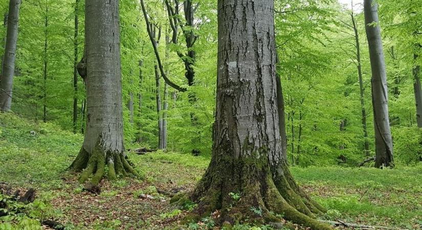 Hevesi famatuzsálemek továbbéléséért adhatjuk le szavazatunkat
