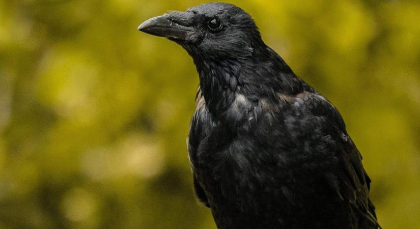 Varjú okozta veszteség – hogyan védekezhetünk törvényesen?