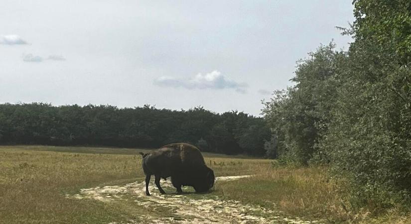 25 bölényre kért engedélyt Mészáros Lőrinc vadásztársasága