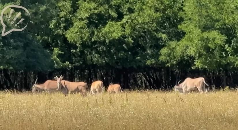 Döbbenetes videó terjed a neten Hatvanpusztáról: quaddal terelték az antilopokat a kamerák elől
