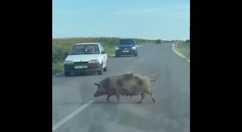 Malacok okozták a reggeli dugót – A kukoricásba tartott a szőrös különítmény (videó)
