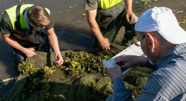 Tizennégy halfajt azonosítottak a Tisza-tóban 