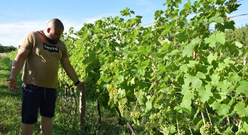 Szőlőtermesztés – 2025. Kevesebb fürt, egészségesebb bogyók - Minőségi borokra számítunk