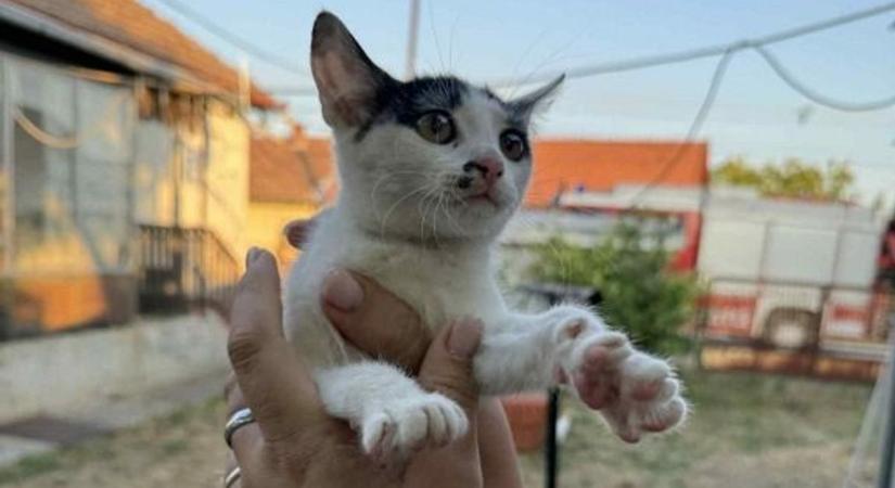 Ennél cukibbat garantáltan nem lát ma! Tűzoltók mentették meg ezt a nyávogó szőrgombócot Rékason
