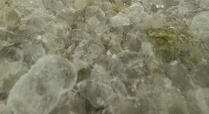 Medúzák a Balatonban? A kutatók elárulták az igazságot