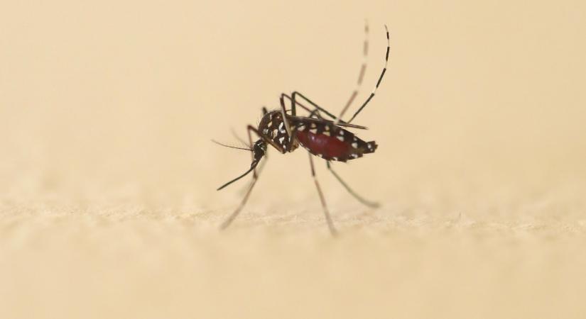 Több mint 7000 fertőzöttje van már a dél-kínai chikungunya-járványnak