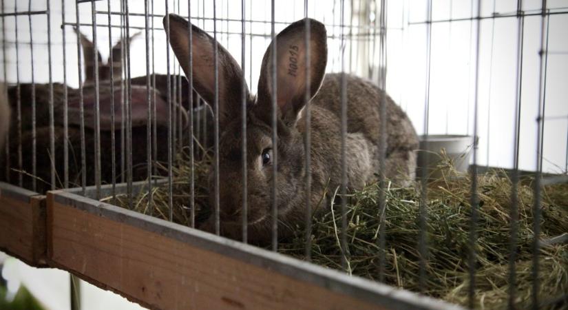 Az erkélyről hajította párja után az ajándékba kapott házi nyulat