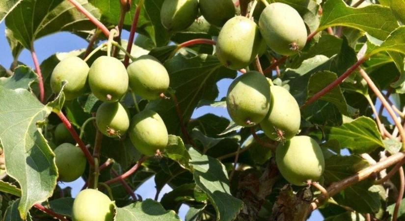 Közelebb a rák elleni csodaszer, mint gondolná – Zalában is elérhető